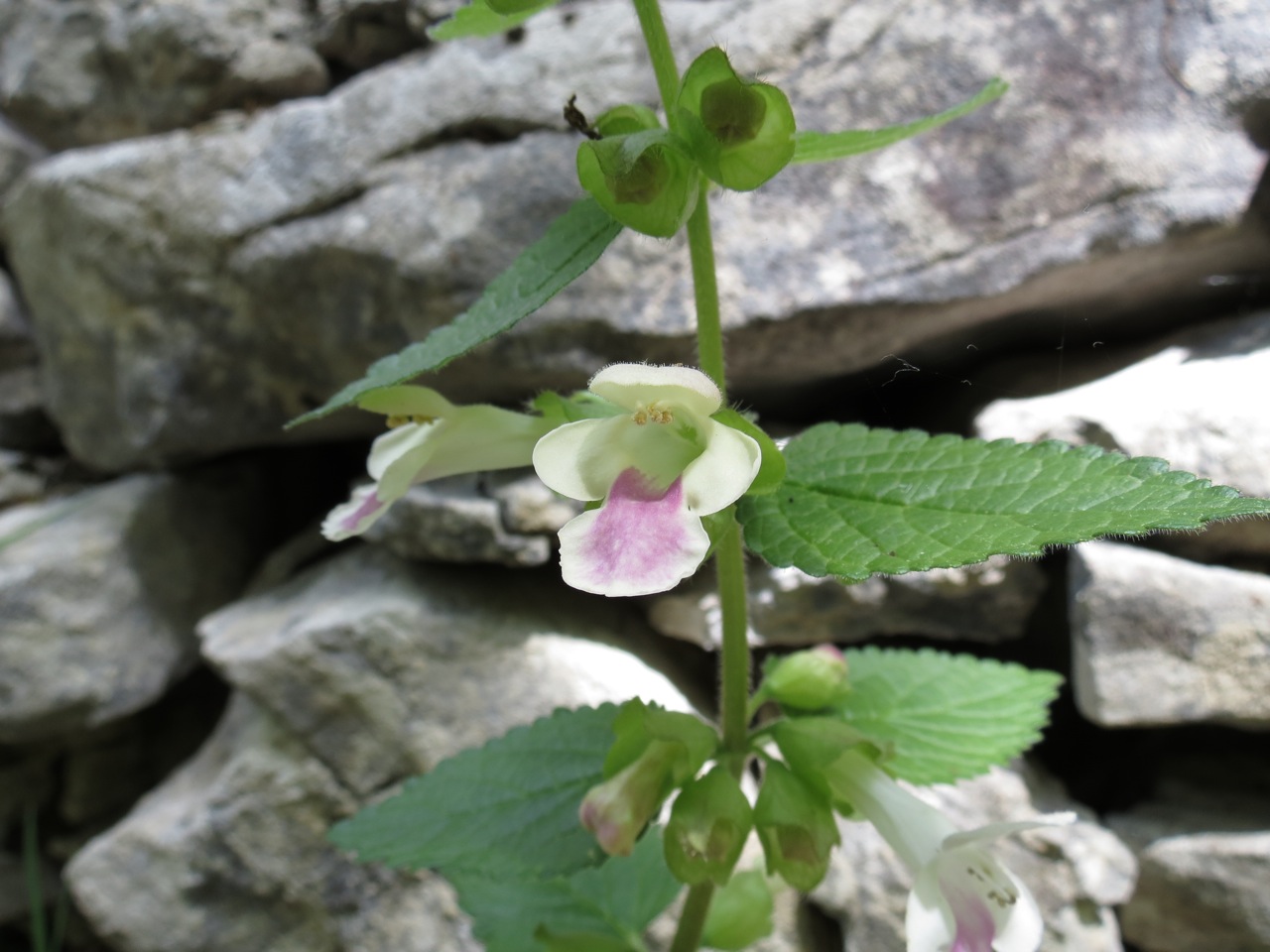 Mélitte à feuilles de mélisse 1344